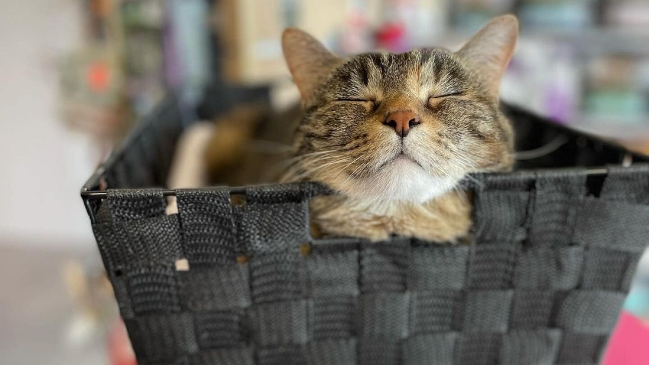 L'heure de la sieste pour Mimi